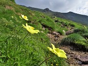 15 Pulsatilla alpina sulphurea (Anemone sulfureo) sul sent. 109 